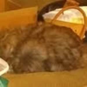 Meet your Posher, Stacy